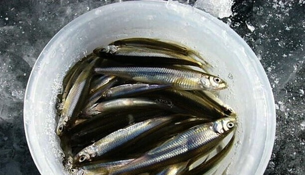 冷水鱼什么品种最好养-十大新手养不死的观赏冷水鱼 冷水鱼什么品种最好养-十大新手养不死的观赏冷水鱼