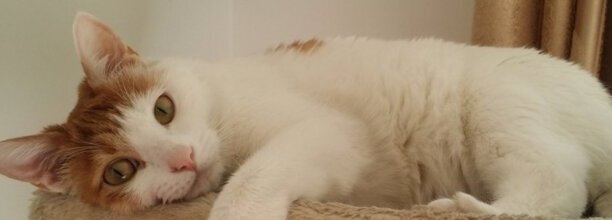 猫身上的寄生虫会传染人吗