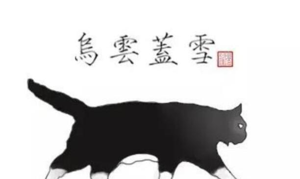 黑白猫是什么品种-黑白渐层猫是什么品种 黑白猫是什么品种-黑白渐层猫是什么品种