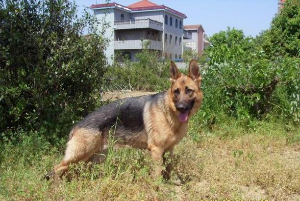 东德牧羊犬好还是西德牧羊犬好-东德牧羊犬和西德牧羊犬哪个大 东德牧羊犬好还是西德牧羊犬好-东德牧羊犬和西德牧羊犬哪个大