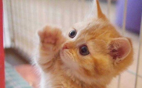 田园小橘猫家里养好吗