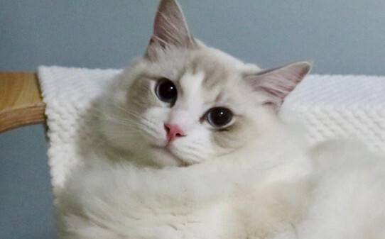 猫咪皮肤变色恨主人十种表现