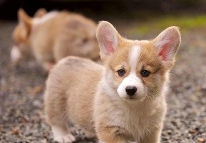 马尔济斯犬养公的好还是母的好-送女孩什么狗狗好