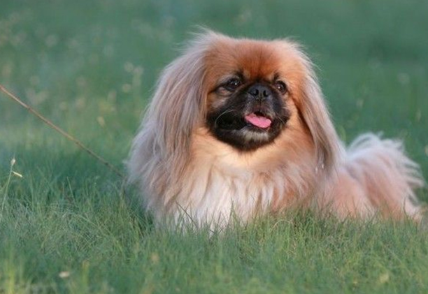 比较适合在家养的小型犬京巴狗-北京小型犬的品种