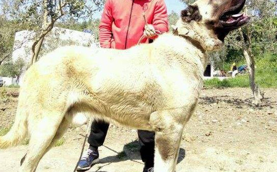 坎高犬的优点和缺点