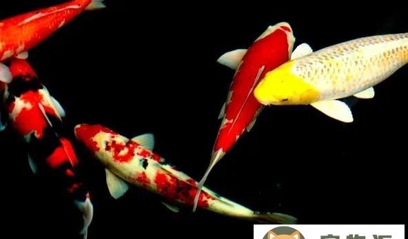 淡水观赏鱼的种类及图片大全-十大新手养不死的淡水观赏鱼