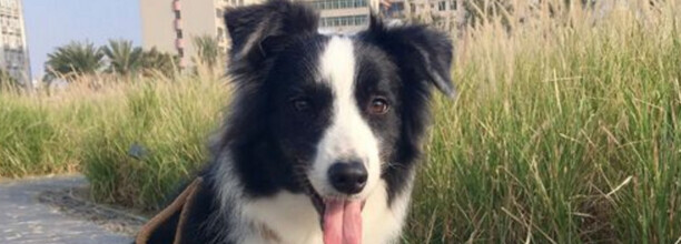 边境牧羊犬驯养方法 边境牧羊犬驯养方法