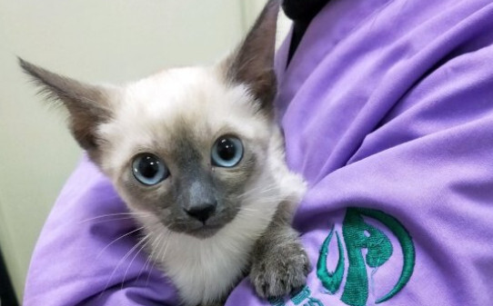 高铁可以带猫吗