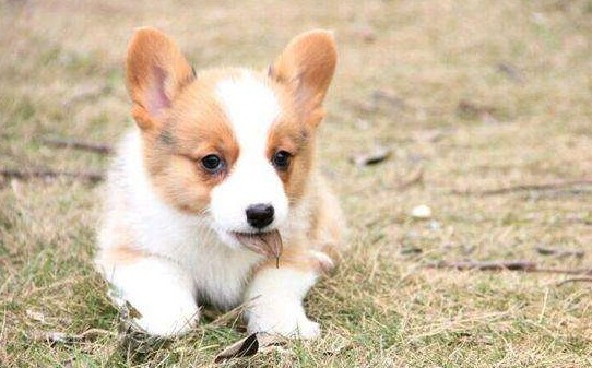 卡迪根柯基犬价位