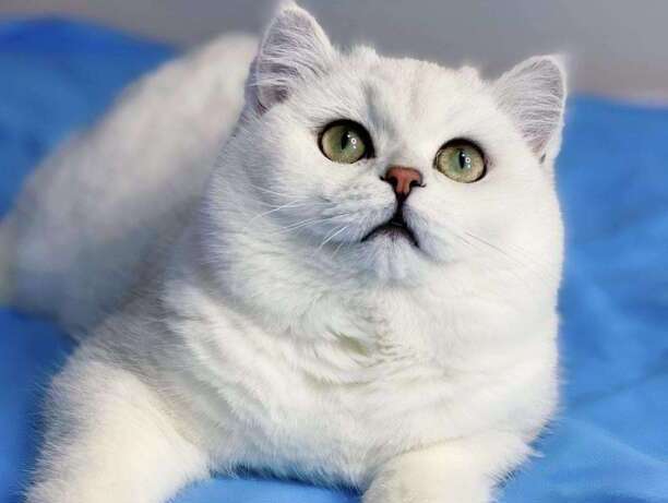 银渐层猫一般市场价多少-2100买一个银渐层贵吗