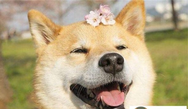 中国冠毛犬和柴犬哪个贵-中国最稀奇的动物