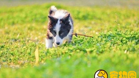 边境牧羊犬的养殖方法和注意事项