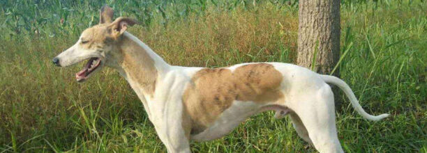 惠比特犬优点和缺点