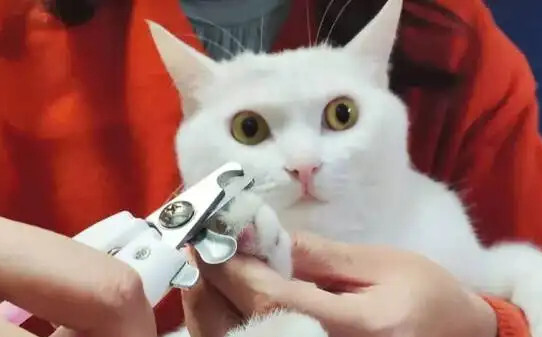 如何正确的给猫咪剪指甲