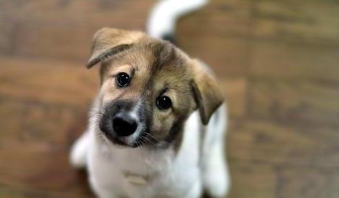 幼犬什么时候进行第一次驱虫多久进行一次 幼犬什么时候进行第一次驱虫多久进行一次