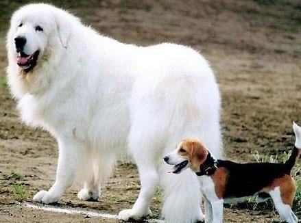 大白熊犬多少钱一只-大白熊幼犬多少钱一只 大白熊犬多少钱一只-大白熊幼犬多少钱一只