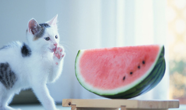 猫咪可以吃西瓜吗-流浪猫能不能吃西瓜呀