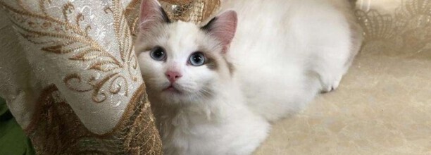 猫薄荷正确使用方法