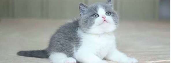 猫的品种大全-十大好看的猫品种