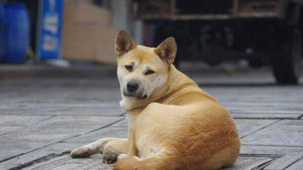 中华田园犬智商排名-中华田园犬智商排名第几 中华田园犬智商排名-中华田园犬智商排名第几