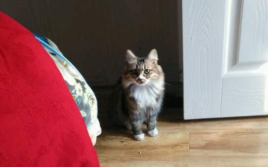 猫薄荷正确使用方法
