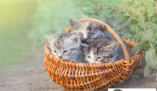 什么品种的蓝猫最贵 什么品种的蓝猫最贵