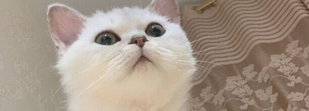 猫的阴阳之分是指什么，如果猫是阳性又该怎么办