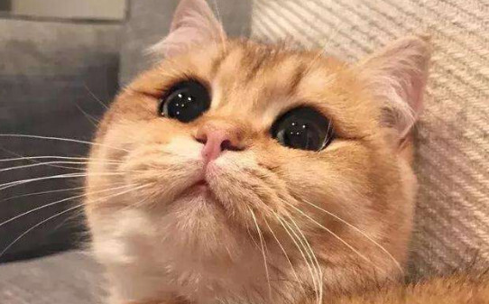 猫咪眼睛鼻子都有分泌物怎么办