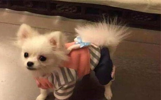 给狗用人的洗发精洗澡好不好
