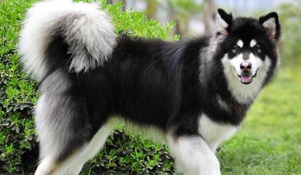 阿拉斯加犬要多少钱一只-养一只阿拉斯加多少钱