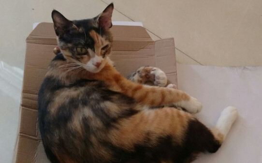 三花玳瑁猫的性格