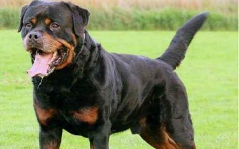 世界100禁养猛犬排行榜:排行前十的禁养犬类有哪些