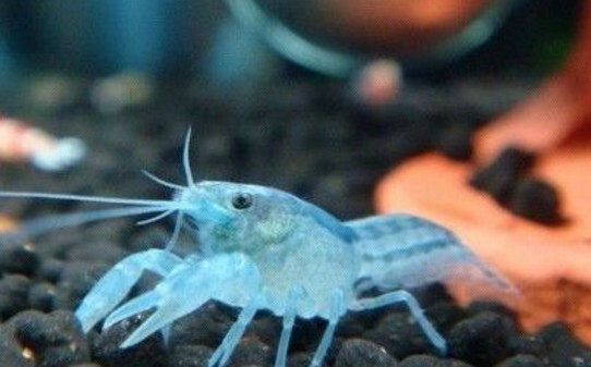 迷你蓝鳌虾可以和什么混养