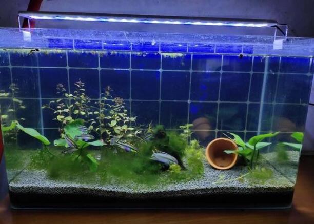 新手养鱼开缸及养水步骤