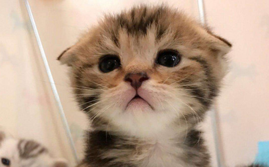银渐层折耳猫喂食要求