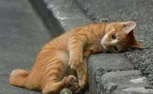 把猫咪送走它明白吗-猫被遗弃猫自己知道么