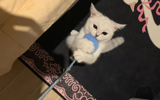 一个多月的幼犬几天就认主了 一个多月的幼犬几天就认主了