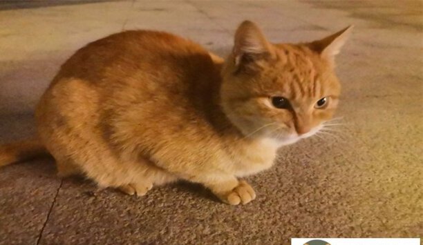 小橘猫一般多少钱一只-中华田园橘猫多少元一只