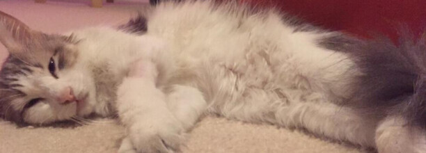 猫肾衰竭能活多久