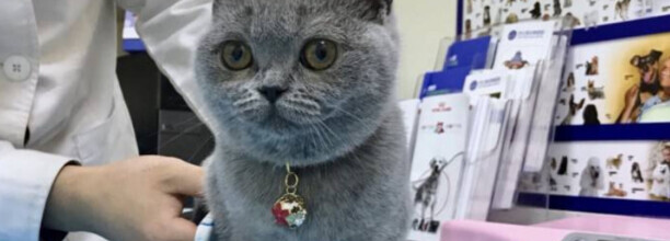 猫咪死胎排不出