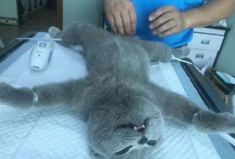 如何让猫快速长胖 如何让猫快速长胖