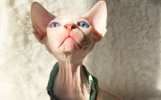 猫的智商是人几岁智商