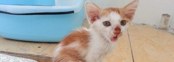 猫咪发烧有什么症状 猫咪发烧有什么症状