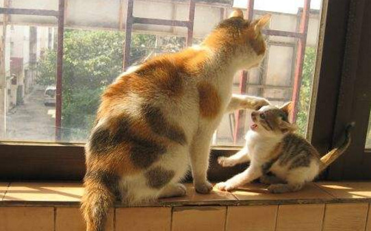 大猫和刚买的小猫可以一起养吗