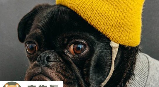 德国狐狸犬和博美的区别-德国名狗有哪些