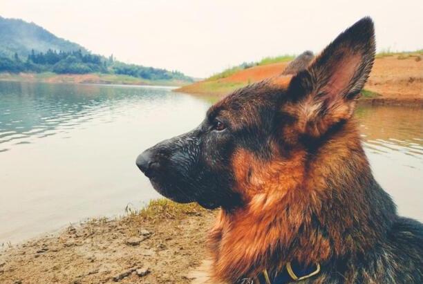十大适合家养的大型犬-养只大型犬什么犬又听话又有灵性还护主
