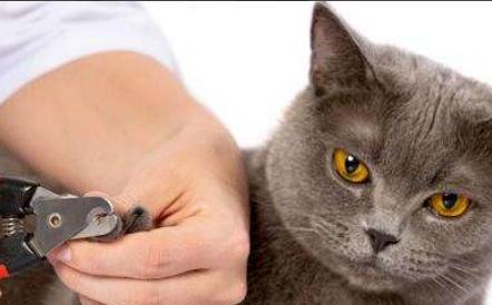 如何正确的给猫咪剪指甲