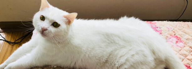 为什么刚养三花猫就熟了