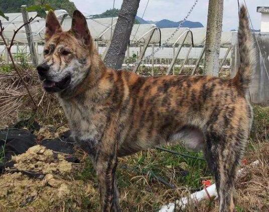 中华田园犬12个品种图-中华田园犬12个品种排名 中华田园犬12个品种图-中华田园犬12个品种排名