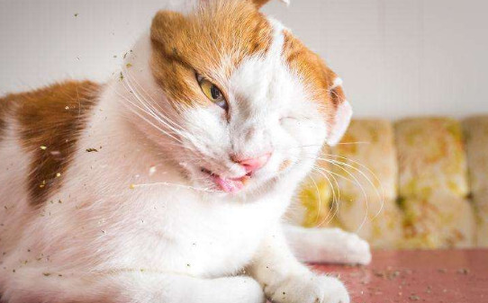 猫薄荷怎么用